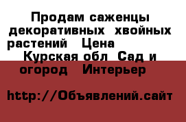 Продам саженцы декоративных  хвойных растений › Цена ­ 150-500 - Курская обл. Сад и огород » Интерьер   